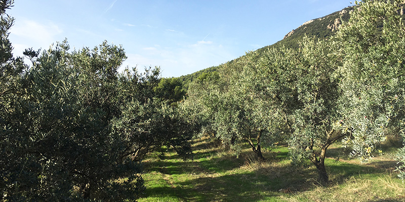 vallon-de-allamande-huile-olive-bio-cuers-83-Var