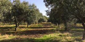 vallon-de-allamande-huile-olive-cuers-83