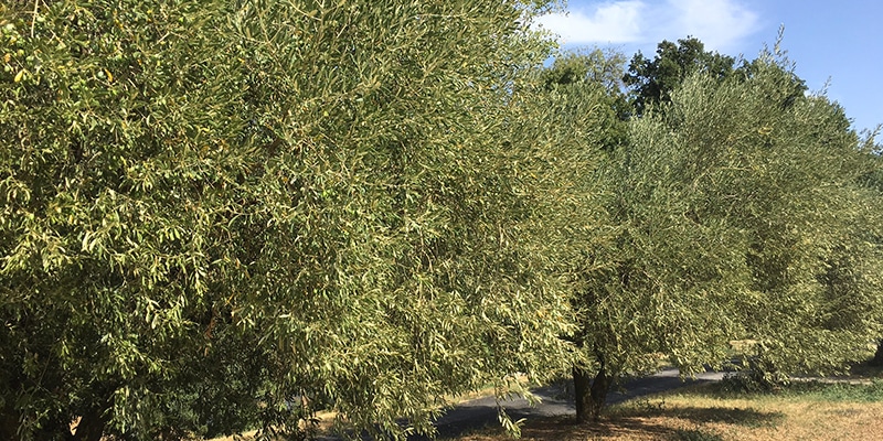 Huile d'olive vierge extra bio de Nîmes AOP - Moulin d'Uzès