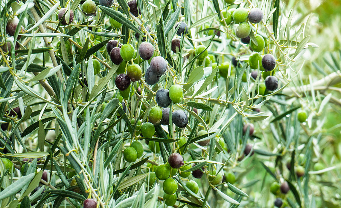 recolte-huile-olive-france-2018-2109