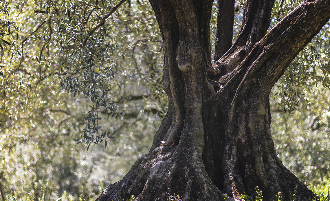 recolte-huile-olive-france-2018-2019