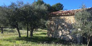 huile-olive-AOP-haute-provence-Bio-france-verdon-olive-enchantee-4