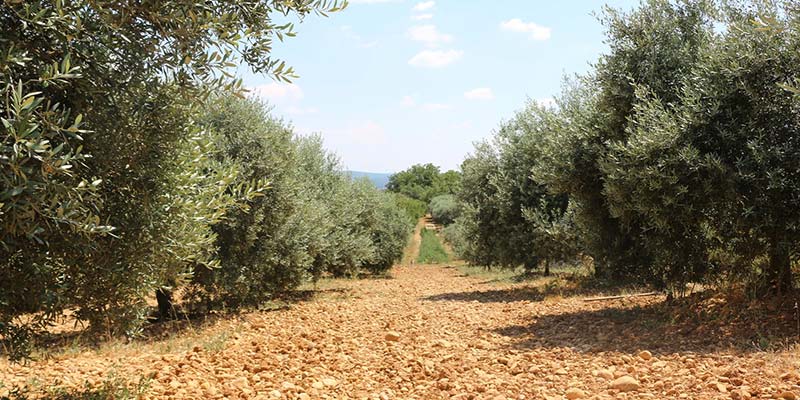 huile-olive-AOP-haute-provence-Bio-france-verdon-olive-enchantee-5