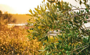 huile-olive-sante-osteoporose