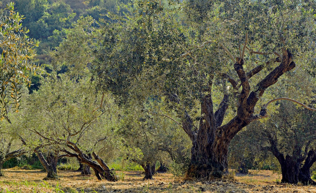 huile-olive-reduit-effet-cancerigene