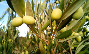 olive-de-table-provence
