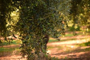 tailler un olivier
