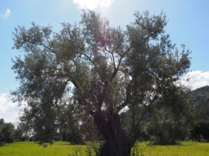 histoire et origines de l'huile d'olive