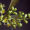Comprendre la fructification de l’olivier