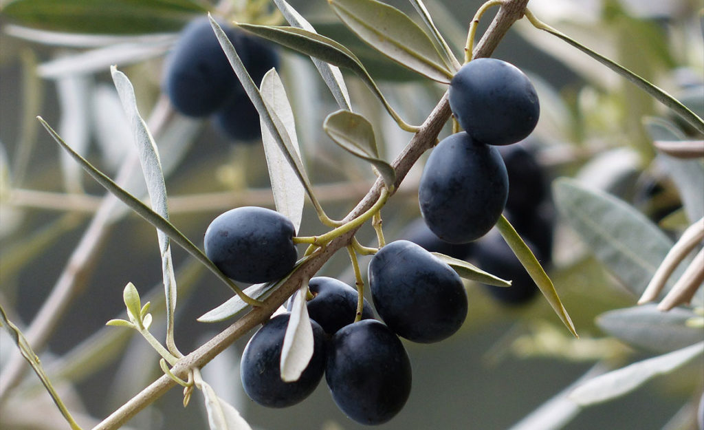 Zoom sur le moulin de Haute Provence et les huiles d'olives produites par la famille Fayant