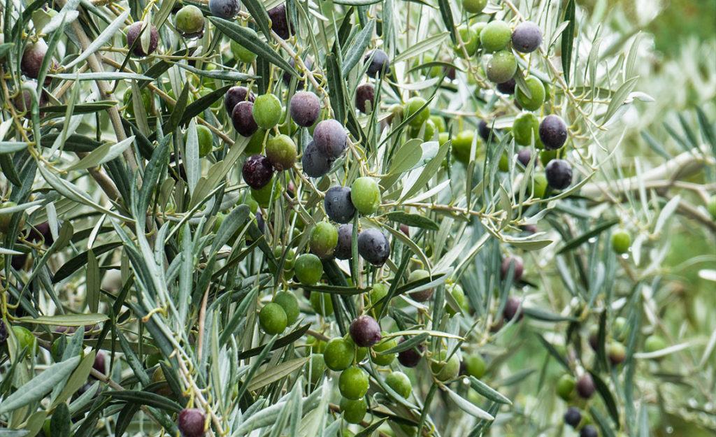 Zoom sur le Moulin Paradis et les huiles d'olive produites par Christophe Paradis