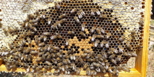 apiculteur-miel-lavande-provence