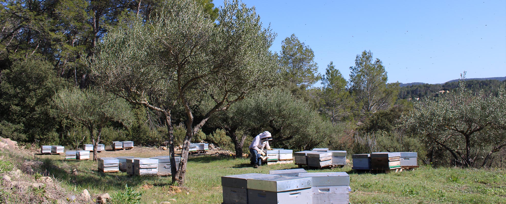 Miel de lavande - Apiculteurs producteurs dans le Haut Var