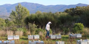 miel-provence-apiculteur