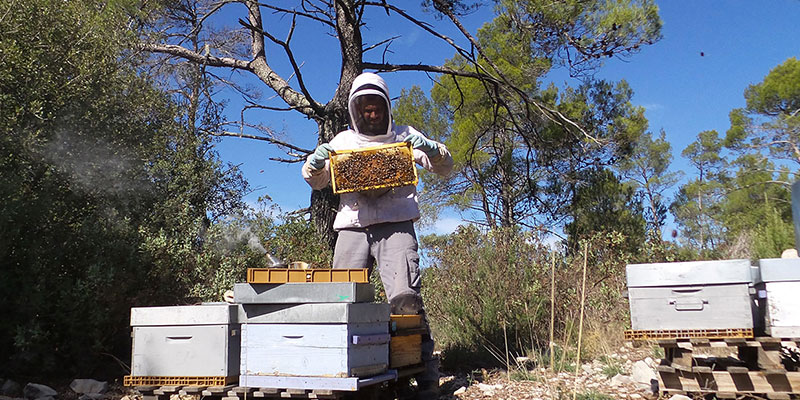 vente-miel-direct-apiculteur