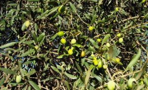 fruité d'une huile d'olive