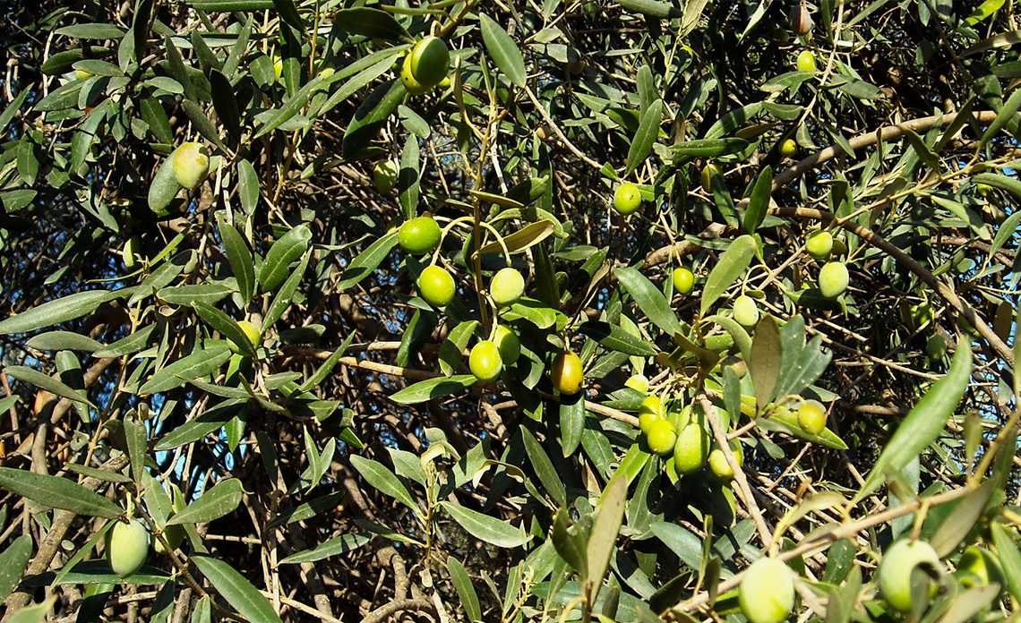 fruité d'une huile d'olive