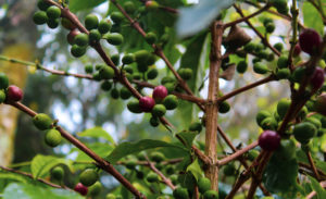 fruité d'une huile d'olive