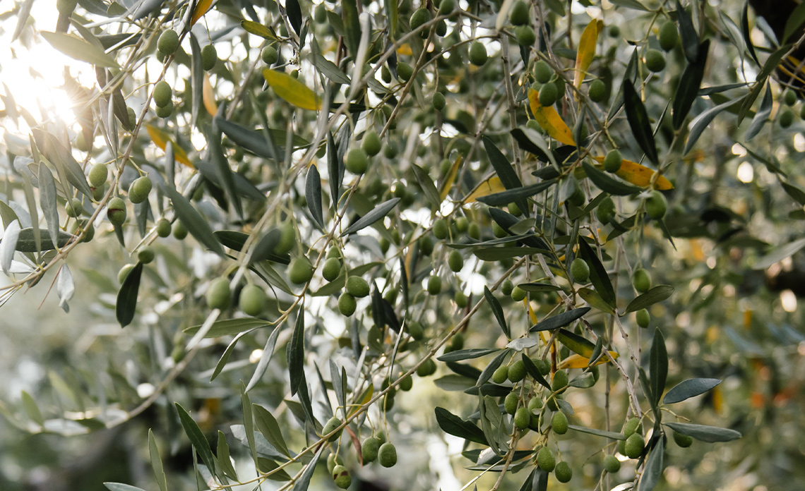 quelle huile d'olive utiliser en fonction du plat cuisiné