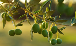 variétés olives