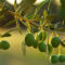 De nombreuses variétés d’olives pour des huiles d’olive françaises aux saveurs variées