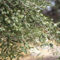 Production de l’huile d’olive : de l’oliveraie à l’assiette