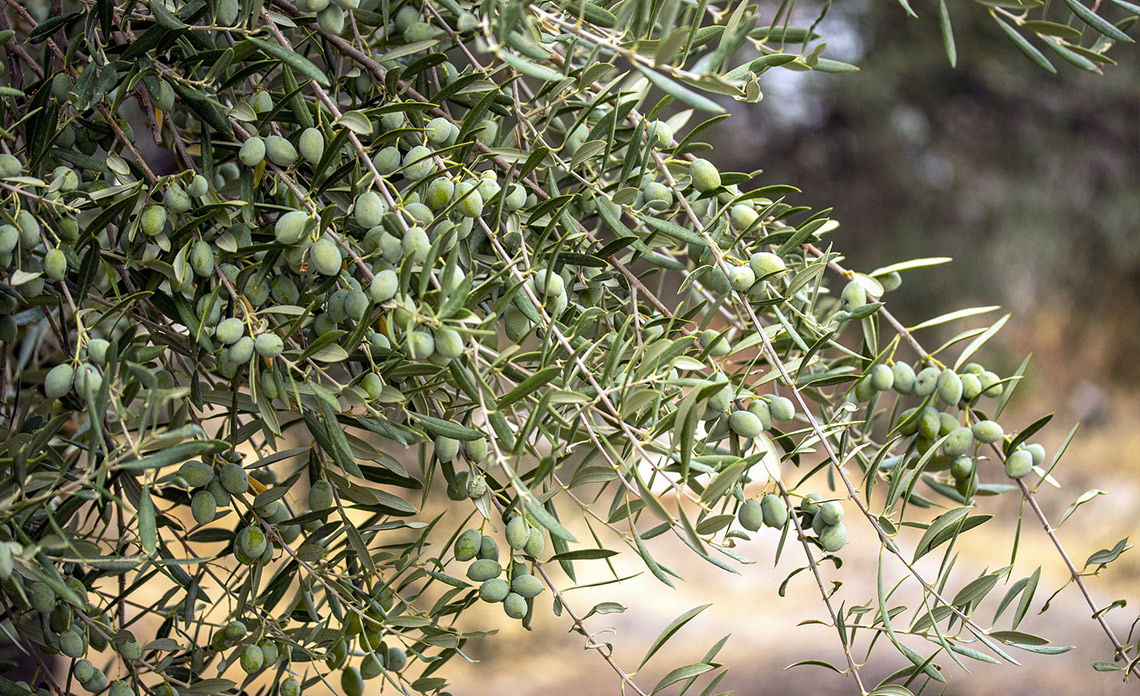 production huile d'olive