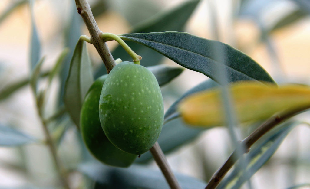 huile d'olive espérance de vie