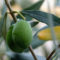 Huile d’olive et espérance de vie : existe-t-il réellement un lien ?