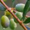 De quoi dépend le goût d’une huile d’olive ?