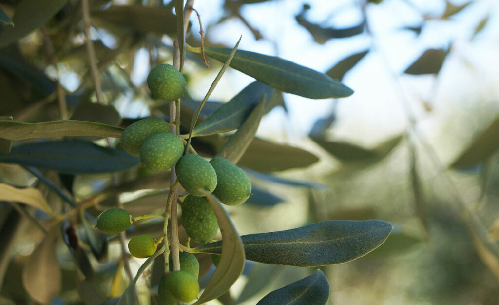 huile d'olive France