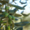 History and origin of French olive oil