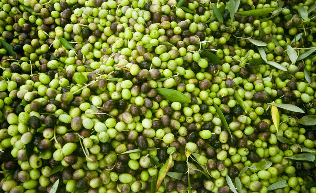 production huile d'olive française