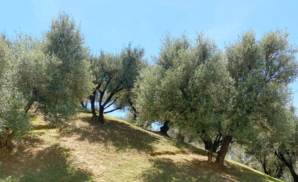 huile d'olive française et agriculture durable