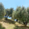 L’huile d’olive française et l’agriculture durable