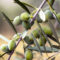 L’huile d’olive extra vierge pour lutter contre la démence