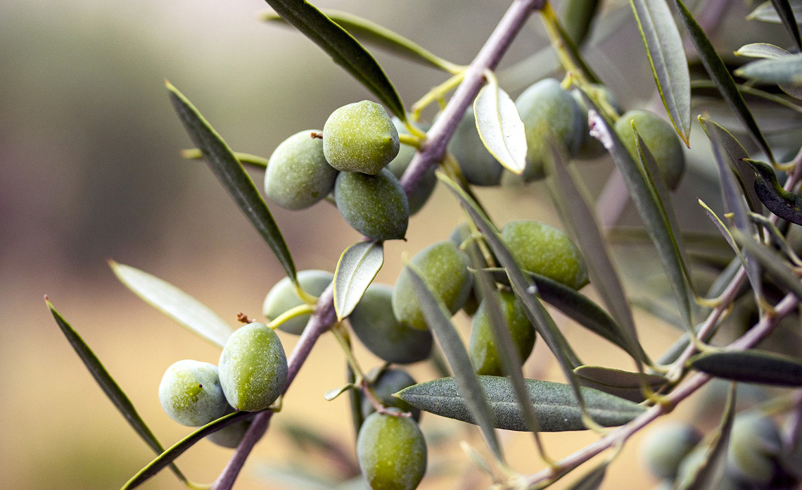 huile d'olive démence