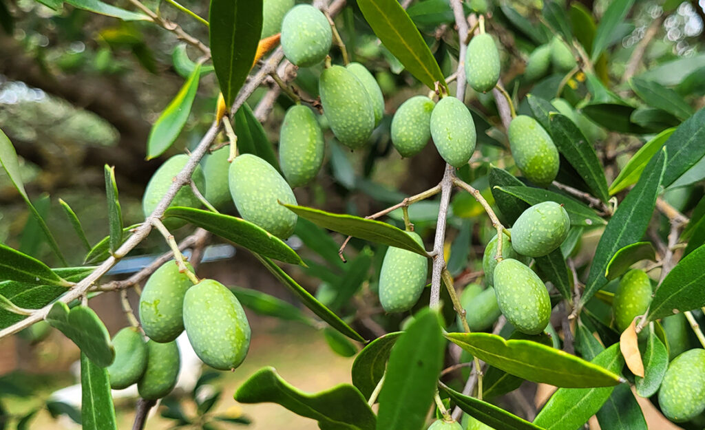 récolte olives 2023 et huile d'olive de France