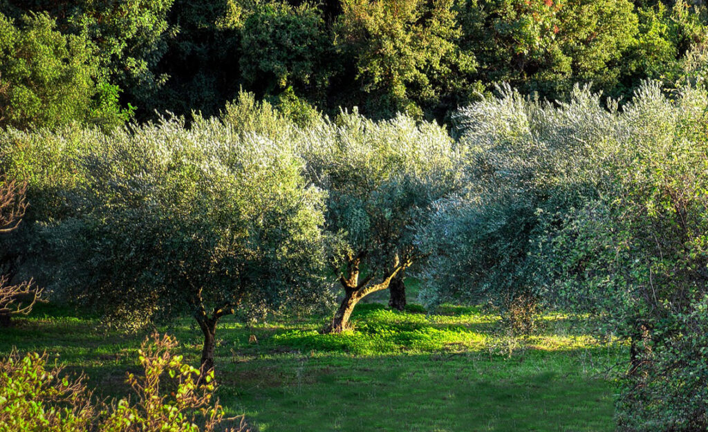 Huile d'olive vierge extra bio de Nîmes AOP - Moulin d'Uzès