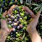 La Compagnie de l’Huile d’Olive soutient les agriculteurs et oléiculteurs français