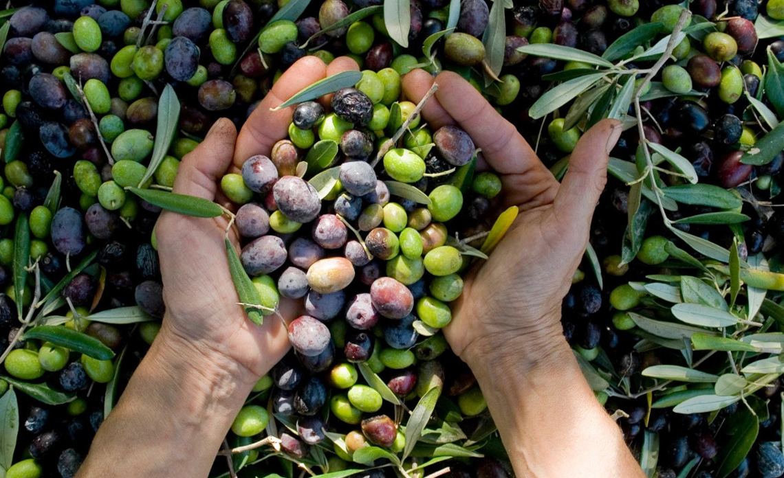 La Compagnie de l'Huile d'Olive soutient les agriculteurs et oléiculteurs