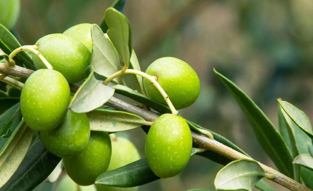 Comment reconnaître une huile d'olive de qualité ?