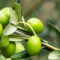 Comment reconnaître une huile d’olive de qualité ?