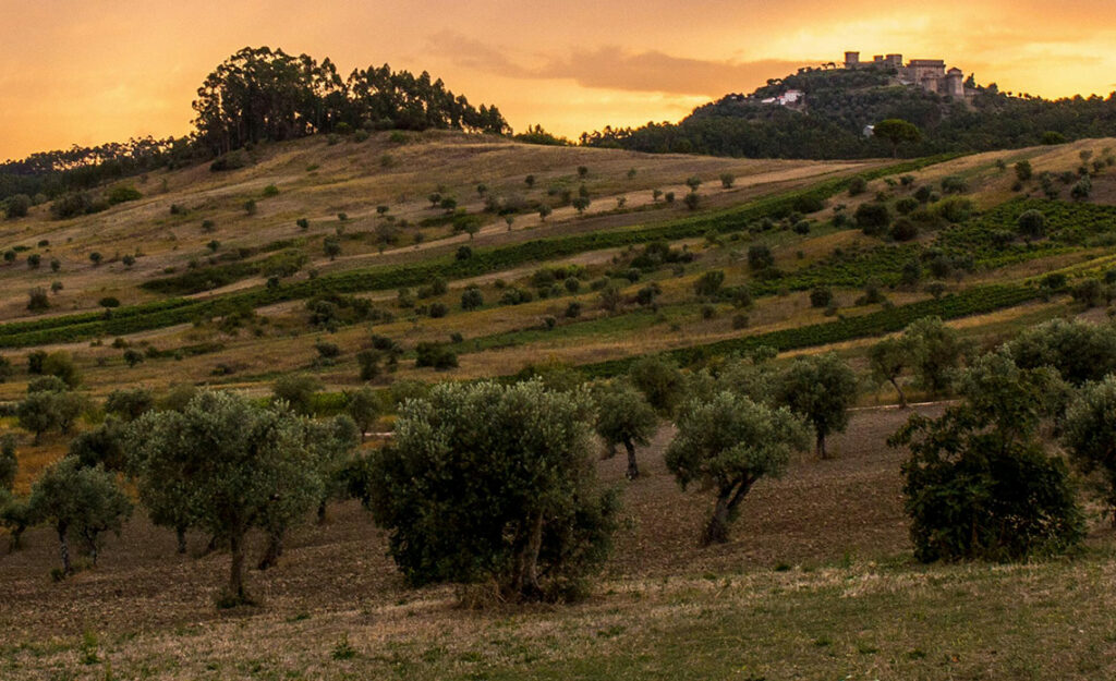 l'huile d'olive AOP de Nyons 