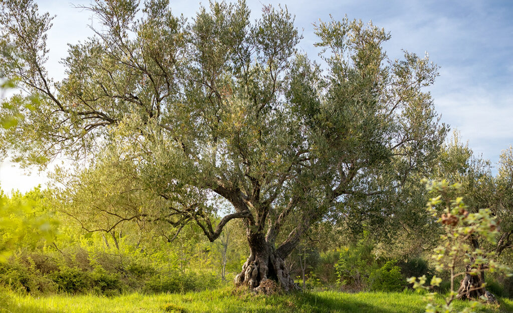 huile d'olive histoire culture