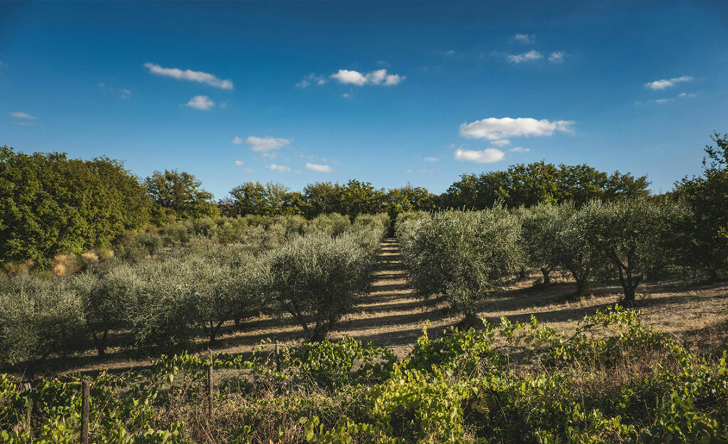 huile d'olive bienfaits