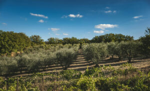 huile d'olive bienfaits