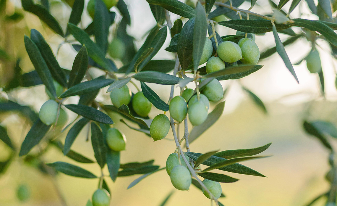 choisir huile d'olive