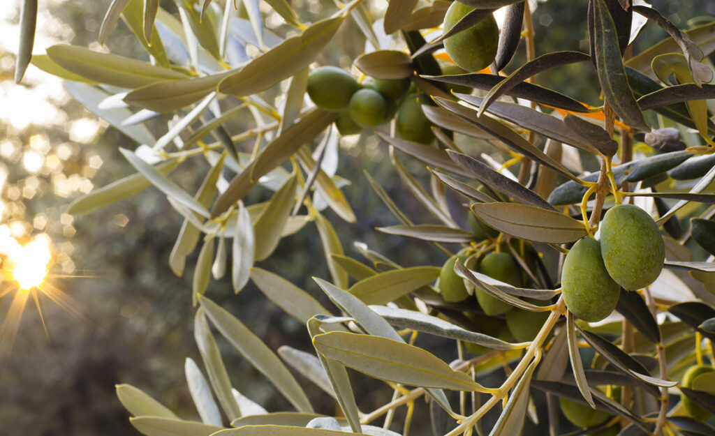 huiles d'olive françaises