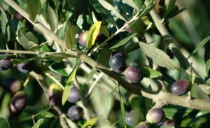 l'huile d'olive de france : choisir une production locale